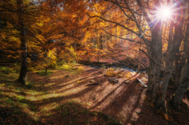 A photograph of an autumnal woodland by Veliko Karachiviev