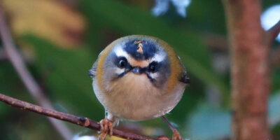 Firecrest. Photo by Ilya Maclean. A firecrest bird sitting on a branch looking straight into the camera.