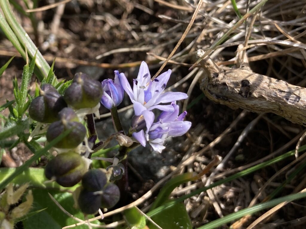 A close up image of a purple wildflower