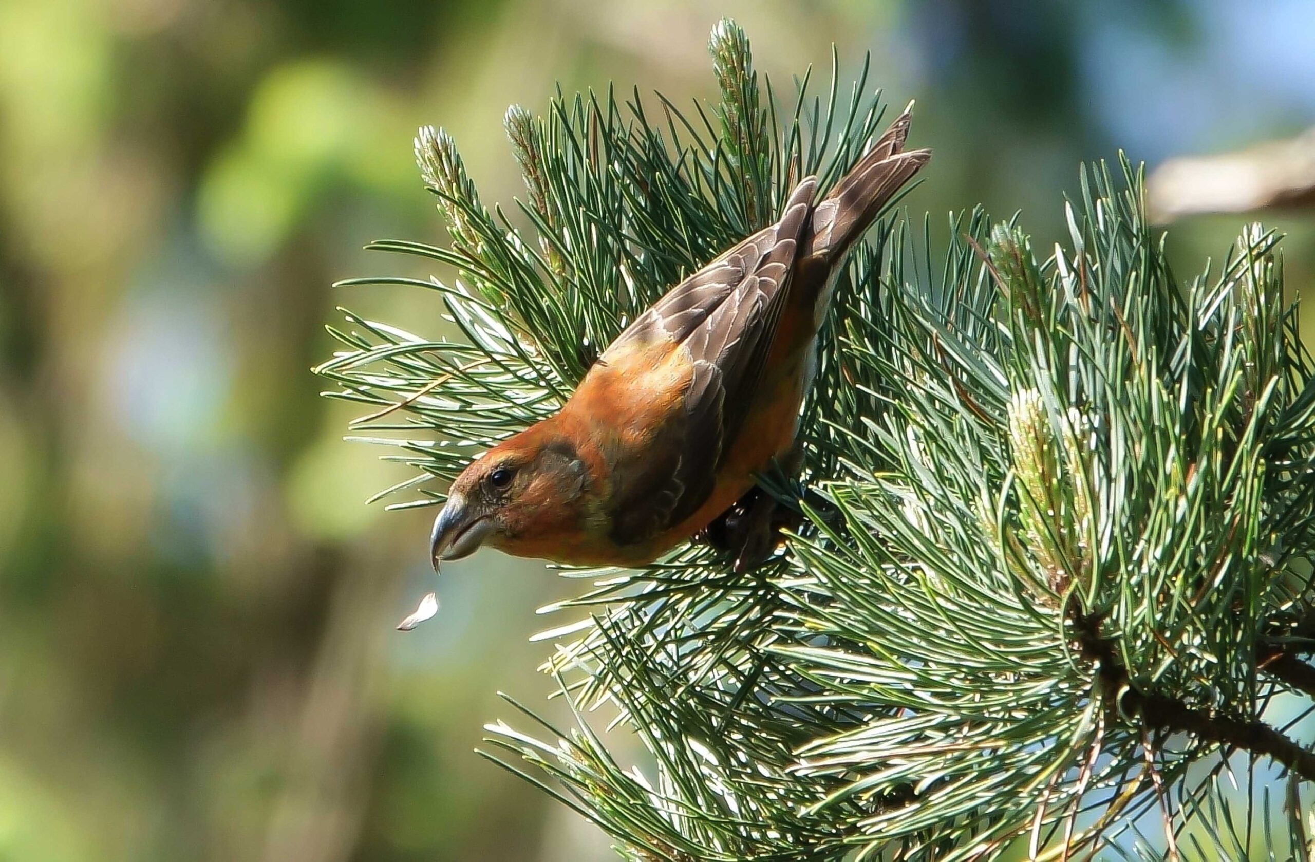 A photograph of a crossbill perched on a conifer decanting a seed. The photograph was taken by Ilya Maclean.