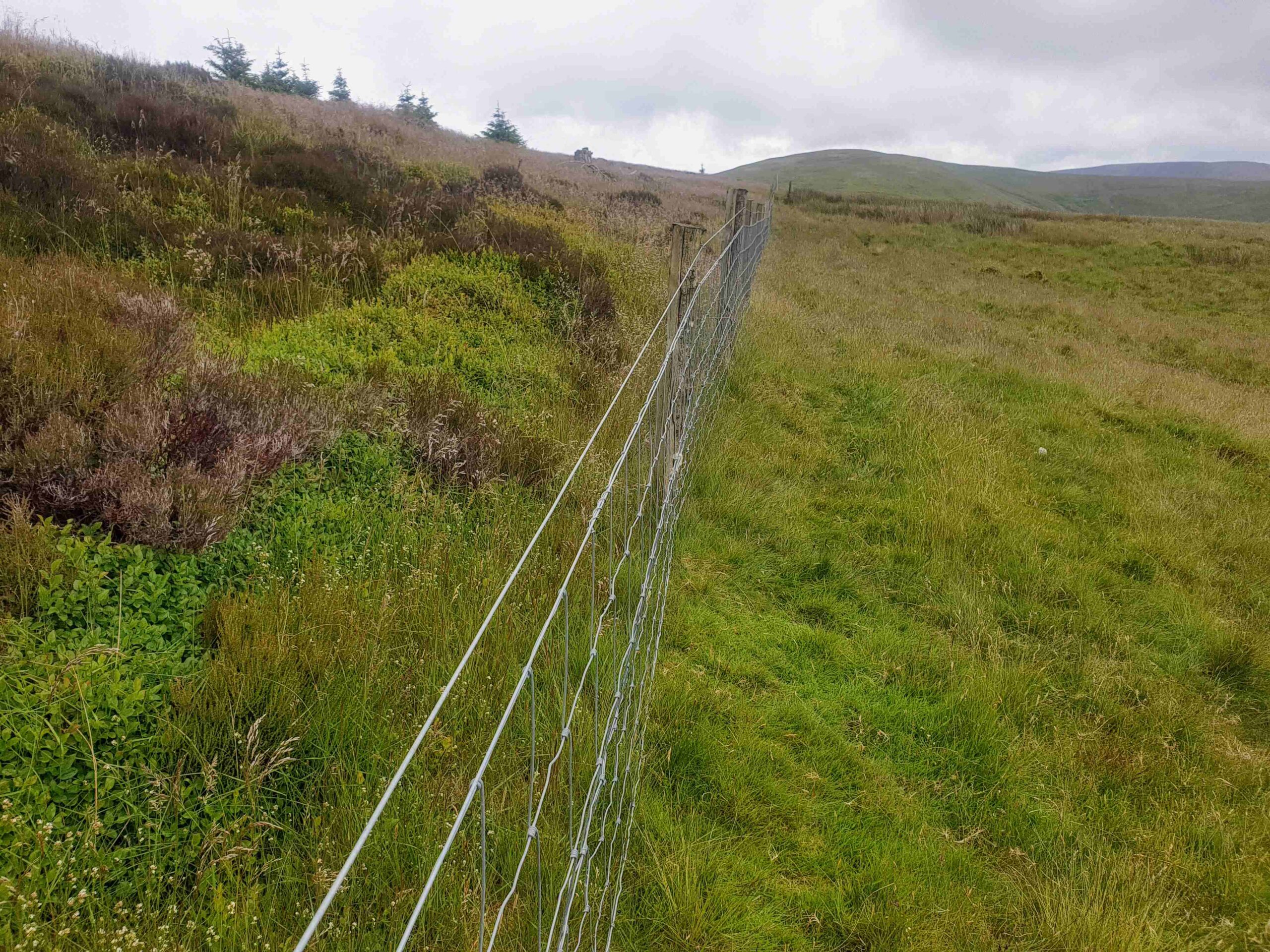 A photograph of an 'exclosure' the area of land fenced off to prevent grazing.