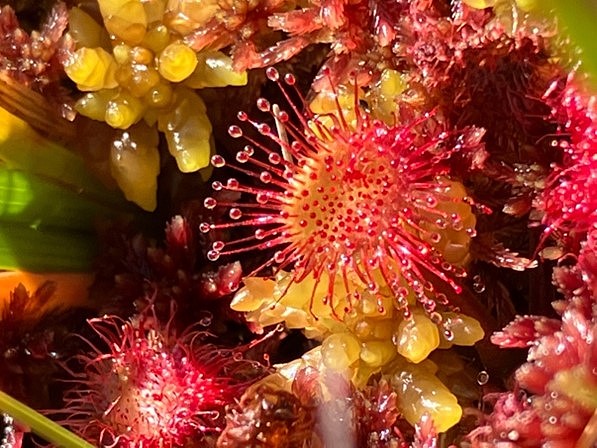 A macro photograph of sundew nestled amongst sphagnum moss