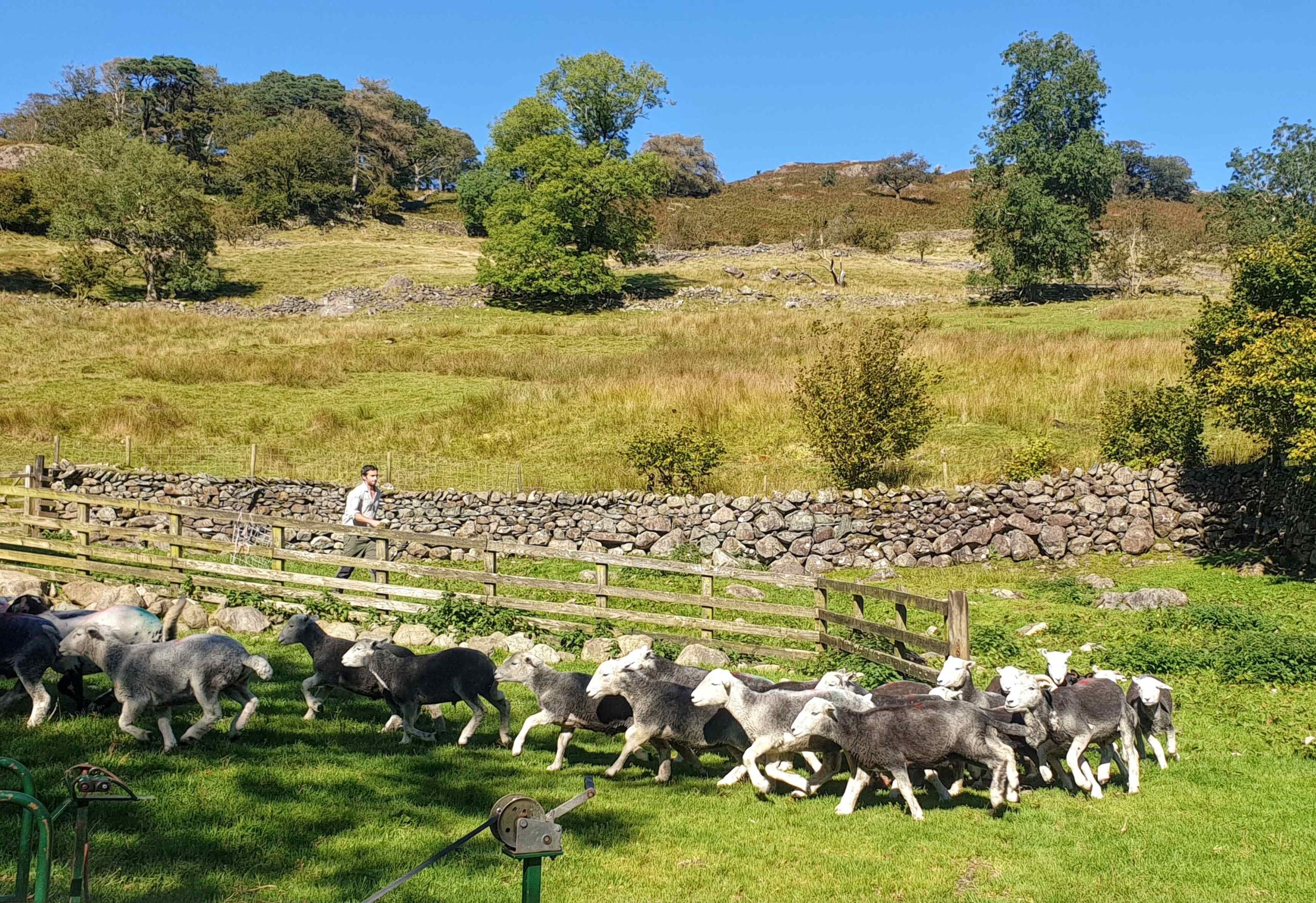 A photograph of sheep being corralled into an enclosure from an exclosure.