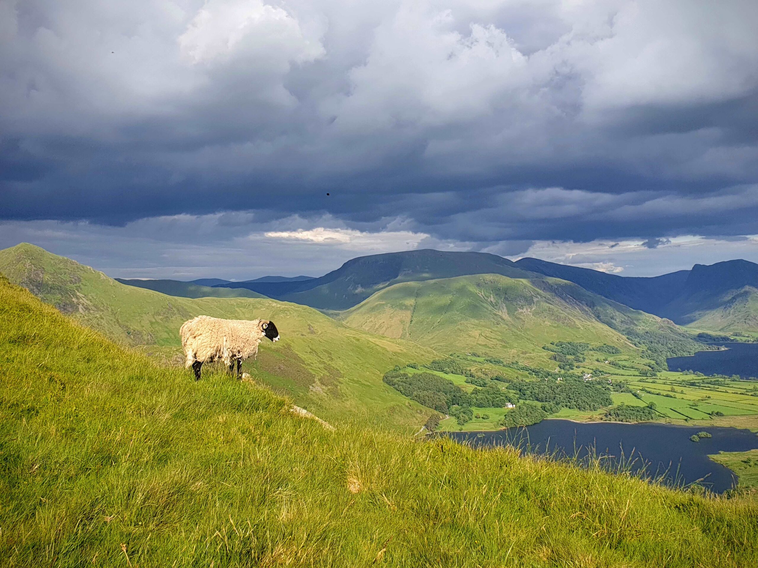A photograph of a lone sheep looking out over the rolling hills of the Lake District.