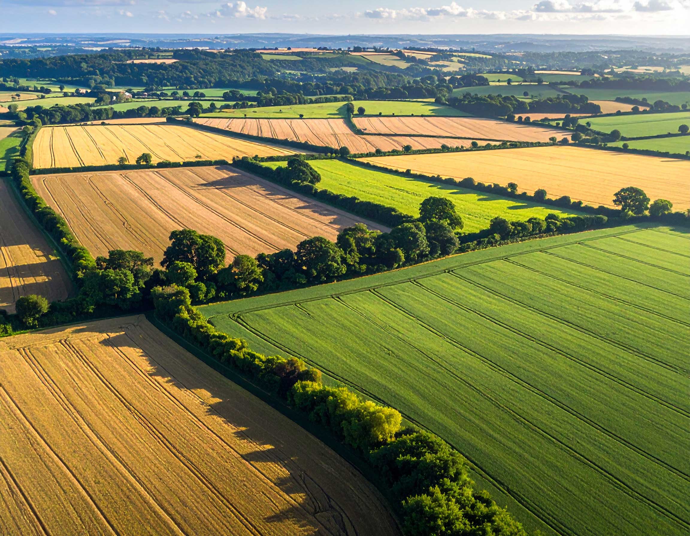 An AI generated image of a series of agricultural fields intersected by hedgerow and tree planting.