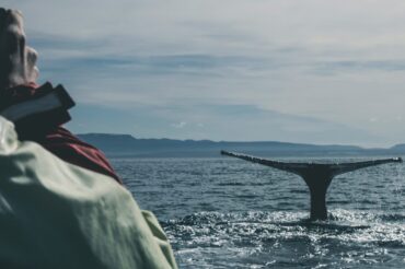 A whale tail fin poking out from the sea, with a human photographer looking on