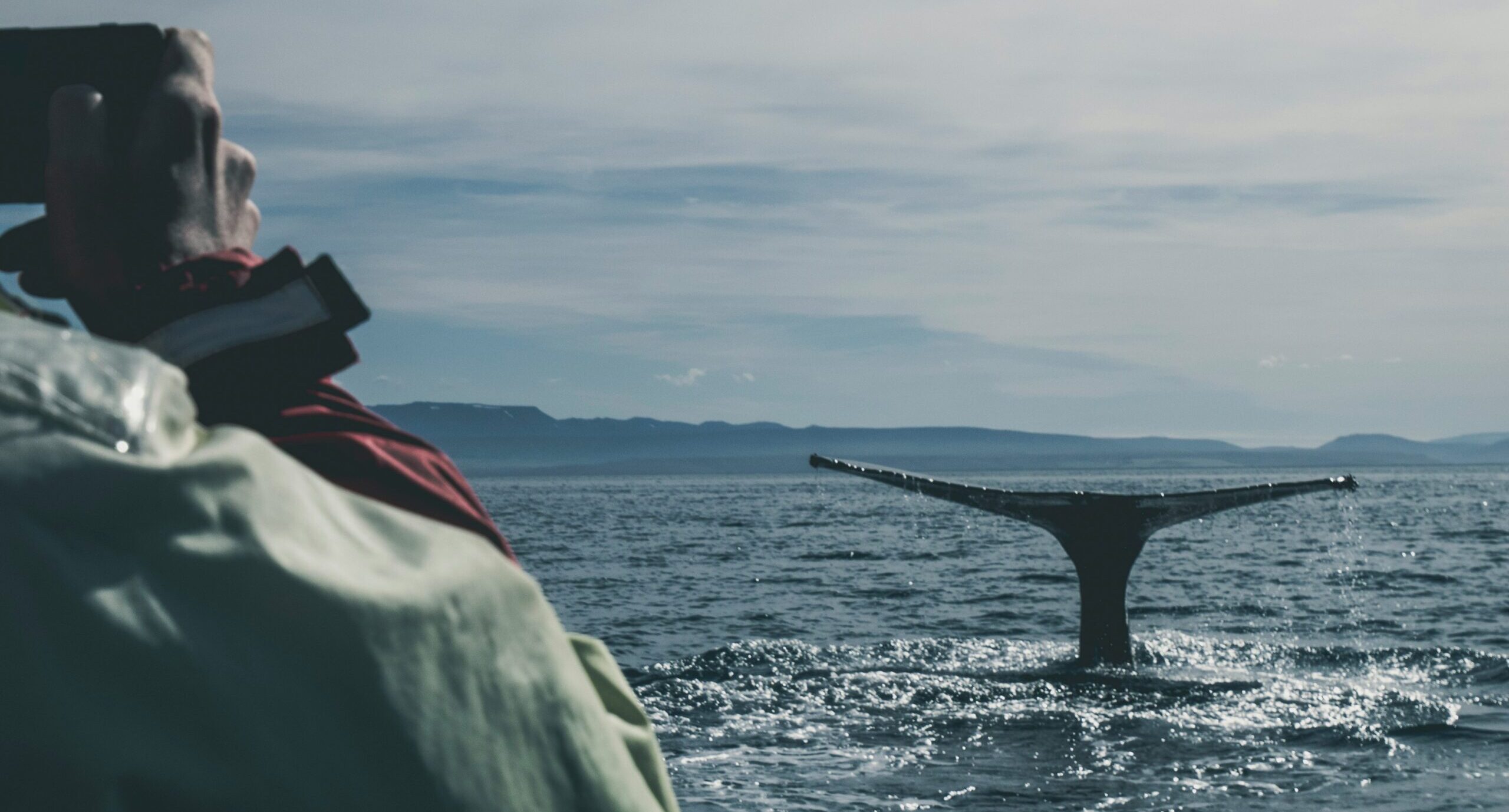 A whale tail fin poking out from the sea, with a human photographer looking on