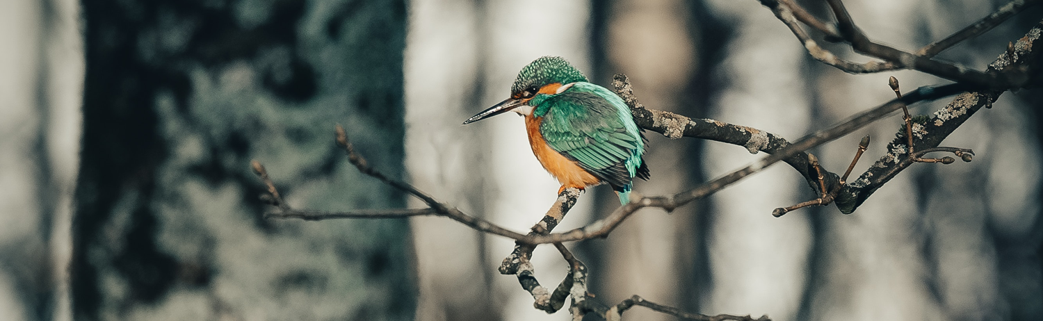 An image of a kingfisher by Jonny Gios