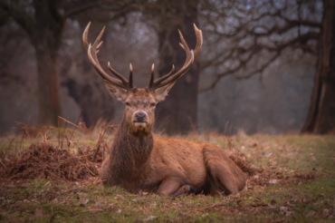 An image of a deer in a UK park by Nicolas Lyandrou